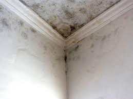 Environmental Consulting for Mold Prevention in Arial, SC